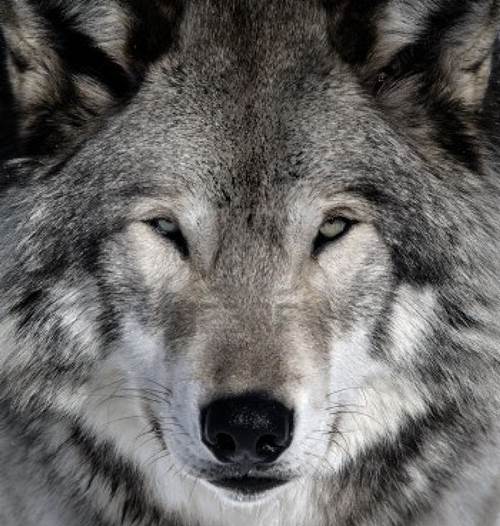 un-lobo-gris